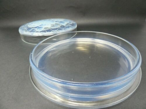 ルネ・ラリック　オパルセントグラス　“3つのダリア”ボックス