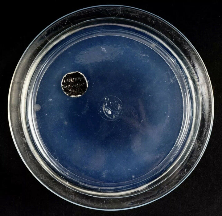 Boite Gui Opalescence René Lalique Opalescent Box Jar R.Lalique Mistletoe
