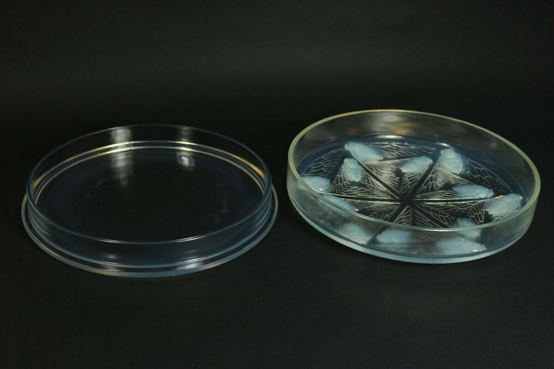 Rene Lalique Opalescent Glass 'Cigales' Box