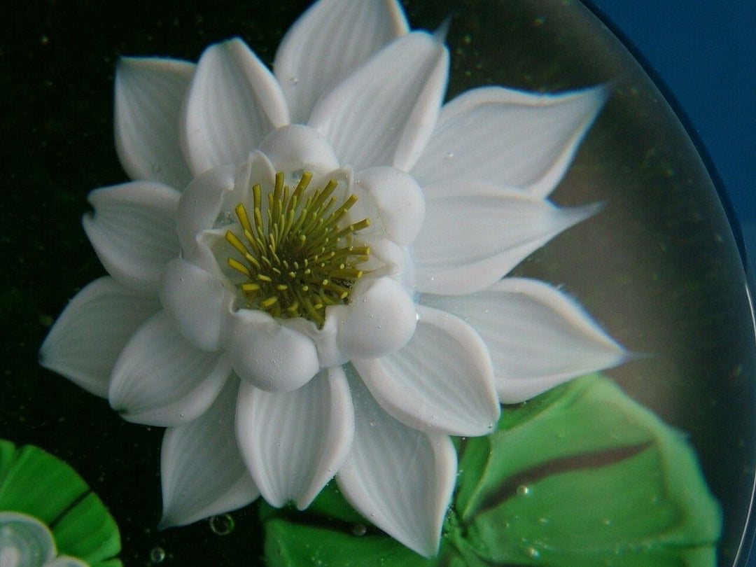 Beautiful Ltd. ed. Baccarat 1977 Water Lillies Paperweight