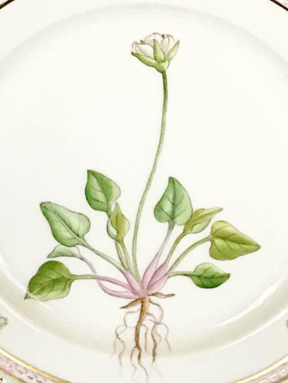 Royal Copenhagen Flora Danica Flower Small Plate Diameter 14.5cm New