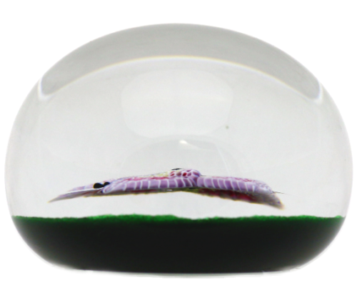 Captivating BACCARAT Pink BUTTERFLY Glass PAPERWEIGHT