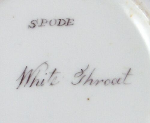 Antique 19thC English Spode Porcelain Bird Scene Cup & Saucer Scenic Porzellan