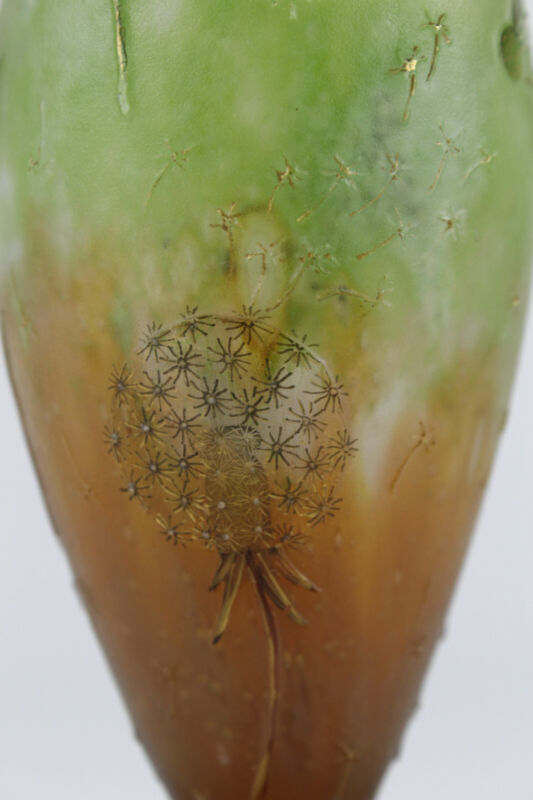 ドーム兄弟（ドームナンシー）タンポポの花の花瓶　哲学の文章添え